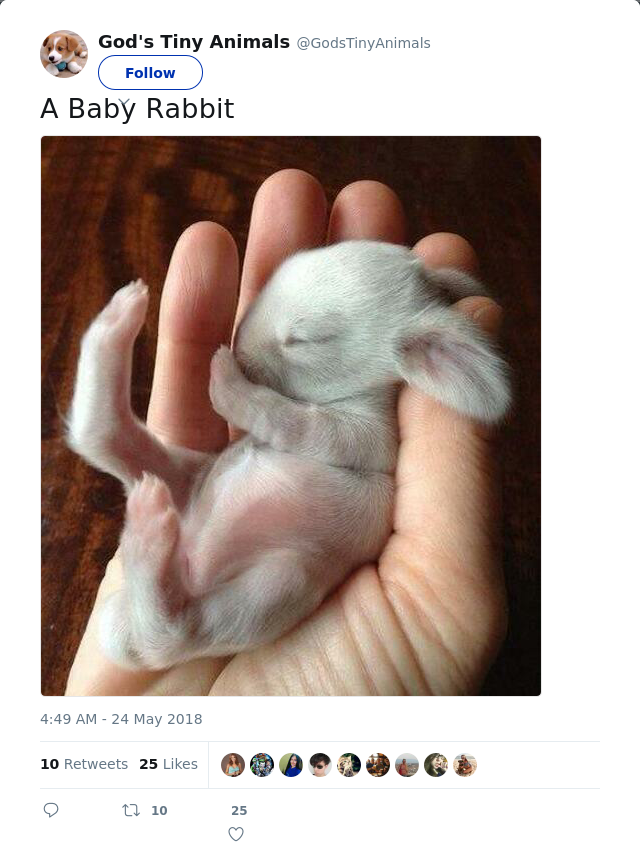 RT @GodsTinyAnimals: A Baby Rabbit
