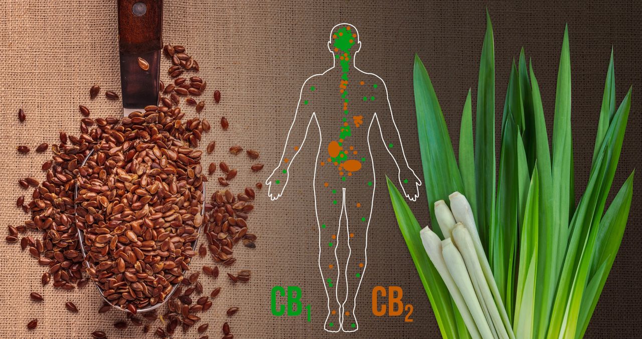 Cannabis is not only plant with cannabinoids