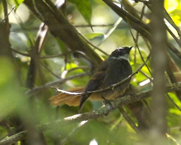 Kipasan Ekor Merah, Si Burung Ocehan Endemik yang Dilindungi