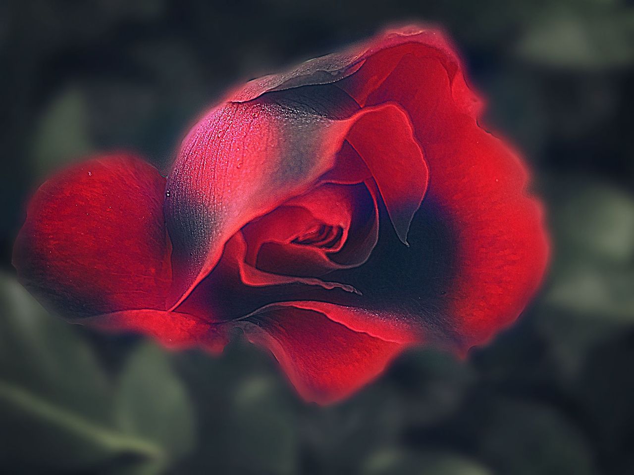 RE: Petals Contests. Rosesopenweekend. Our weekly selection  N.12  The Winners! Prize 5 sbd.