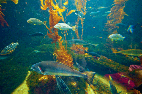 RE: There's No such Thing as Fish