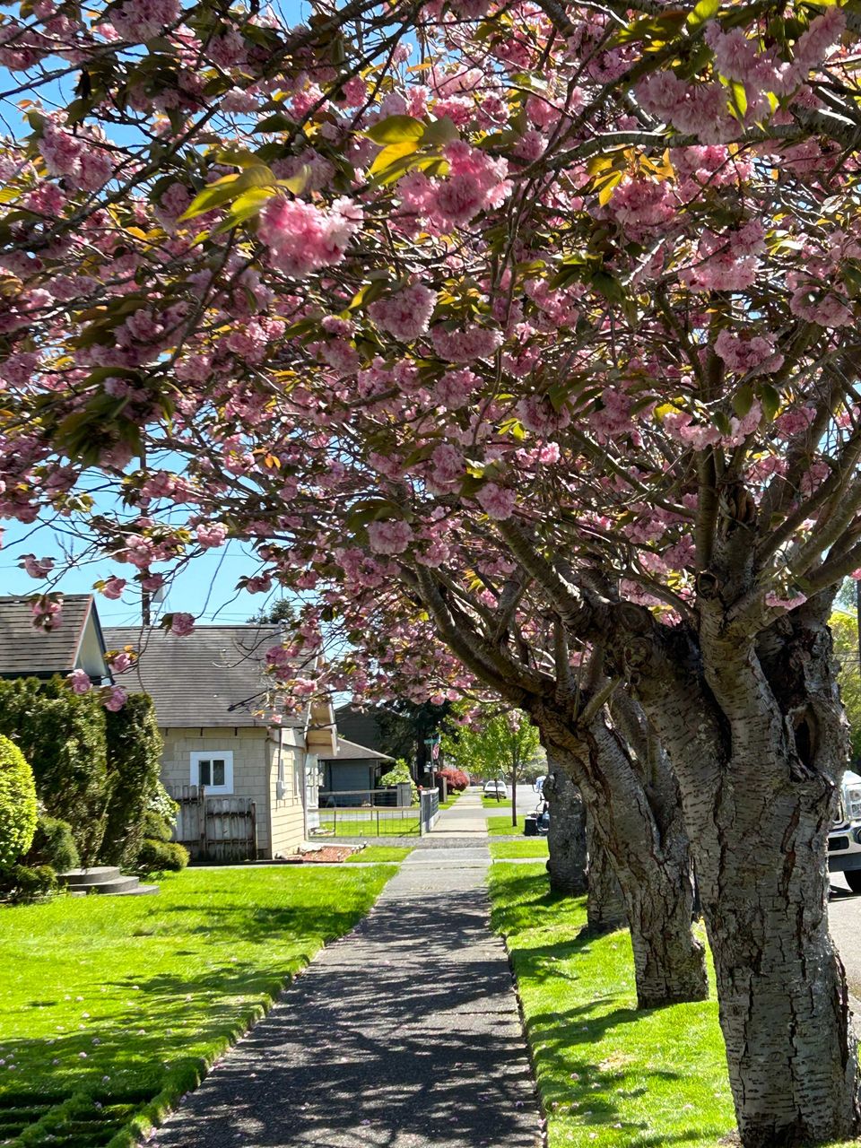 A Walk Among the Flowers