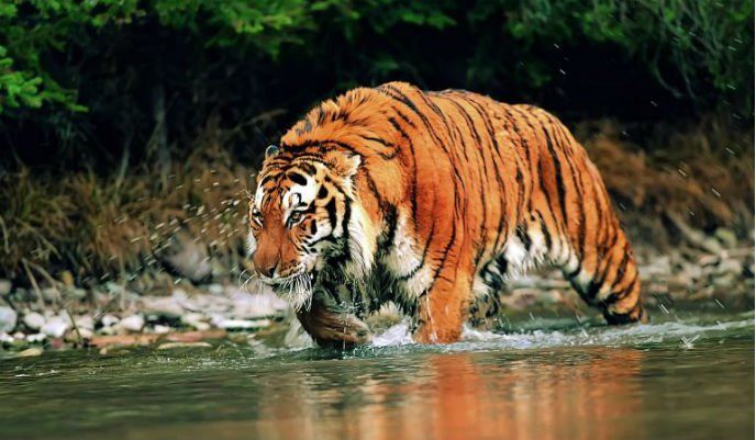 Top 10: Animals in danger of extinction that perhaps you did not know!