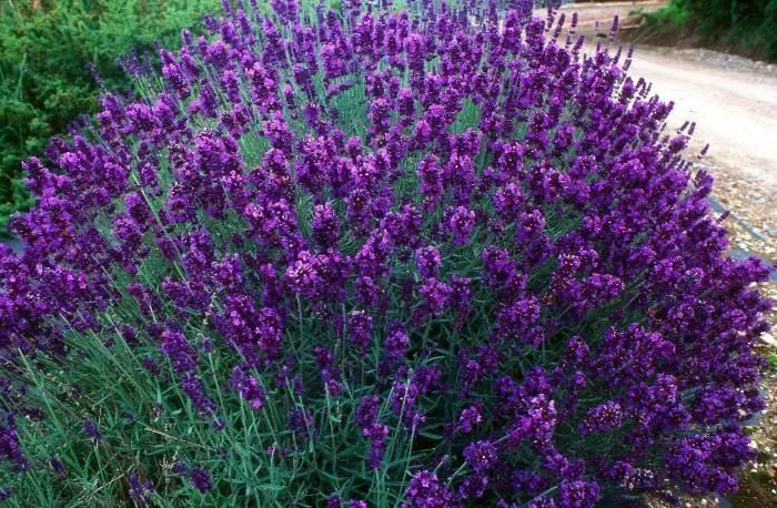 Lavandula officinalis - Un phytopharmaceutique anxiolytique