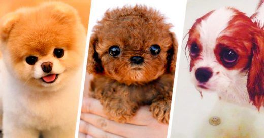 THE IDEAL PUPPY