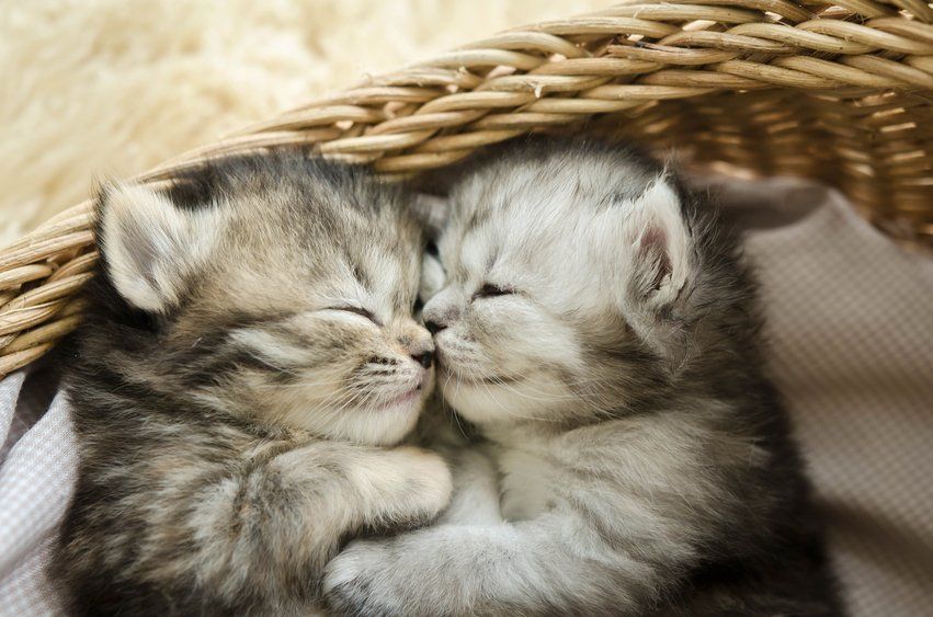 hello world