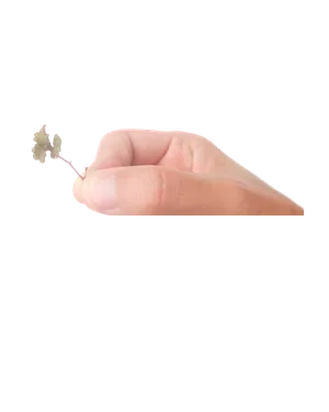 lil_image_preview.jpg