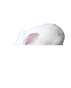 lil_image_preview.jpg