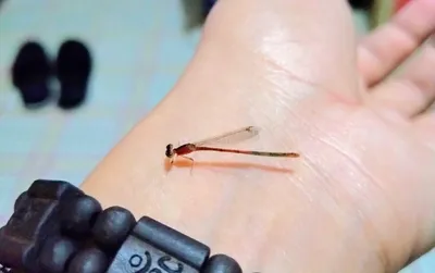 So tiny Damselfly