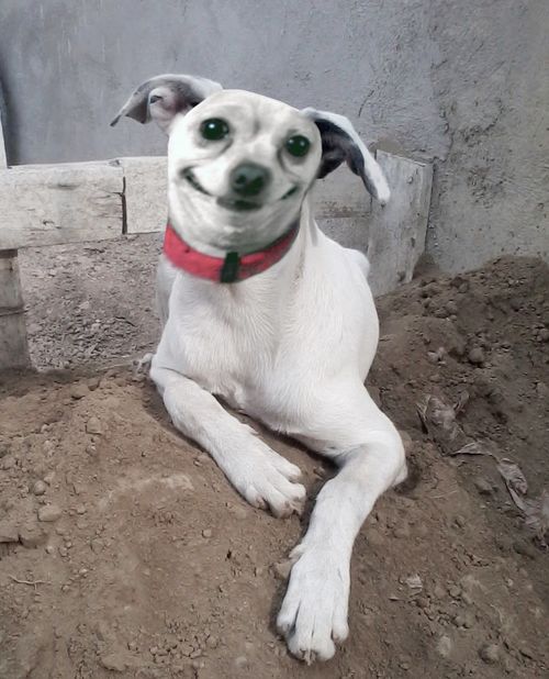 My goofy dog - Manipulation Station contest 