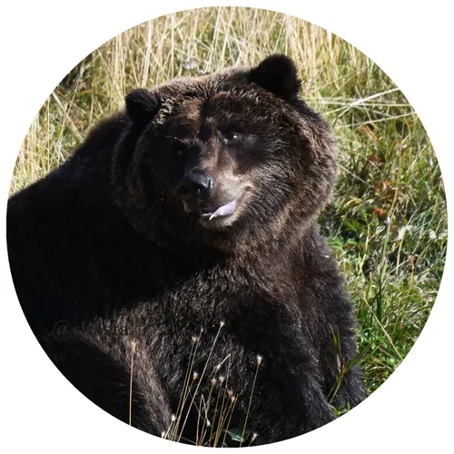 shasta2018oct29th47bear3io.jpg