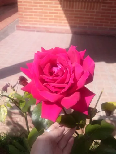 CAM00468.jpg