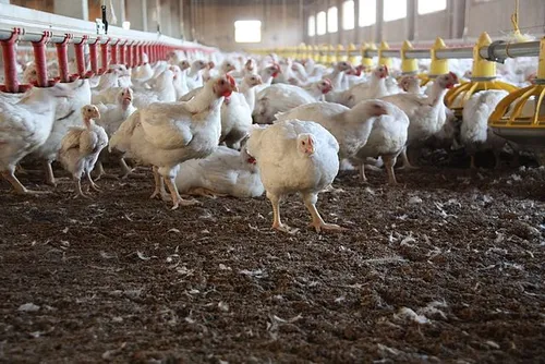 Los caminos del NITRÓGENO en los PROCESOS BIOLÓGICOS. Actividades  humanas que afectan el Ciclo General del Nitrógeno: cría de animales (ganadería intensiva) 