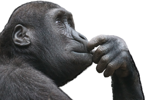 thinking.png