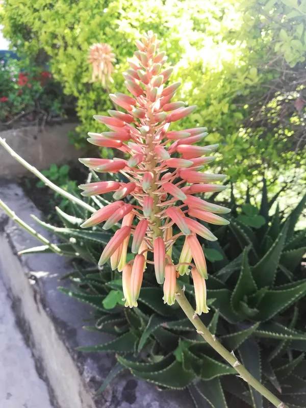 Beautiful Flowers 