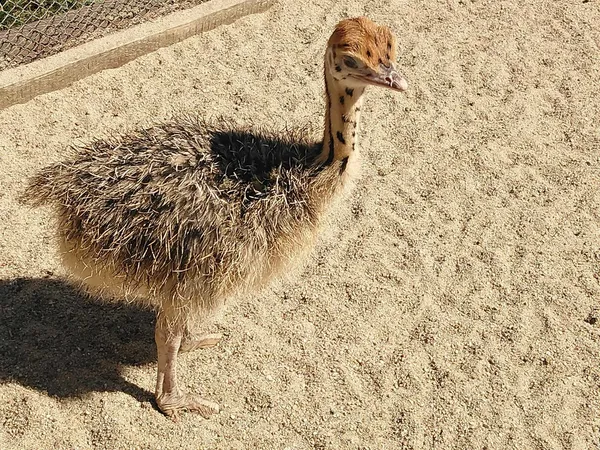 Oskar the ostrich