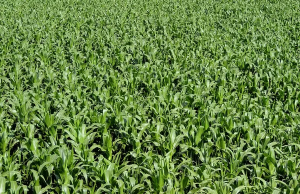 Los caminos del NITRÓGENO en los PROCESOS BIOLÓGICOS. Actividades  humanas que afectan el Ciclo General del Nitrógeno: agricultura, fijación industrial del nitrógeno y utilización de fertilizantes 