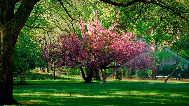 Spring in New York's Central Park.