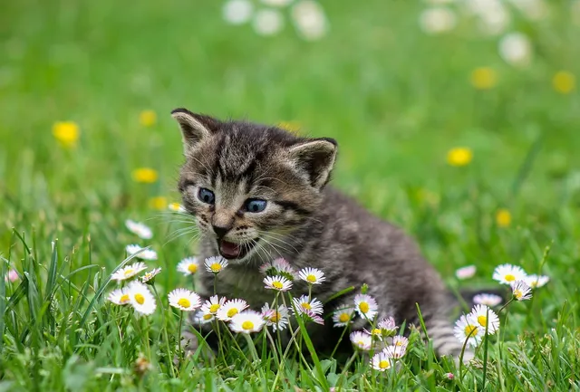 Conozcamos más de los Gatos