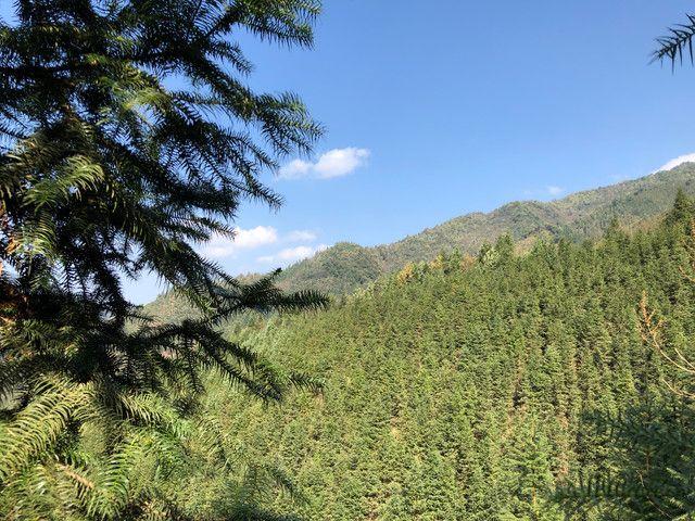 金紫仙