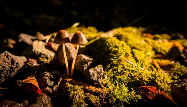 Mushroom collection