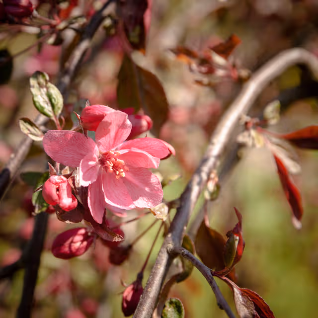 Blooming