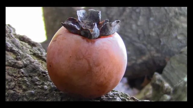 7 Year FLASHBACK - Persimmons on the Homestead