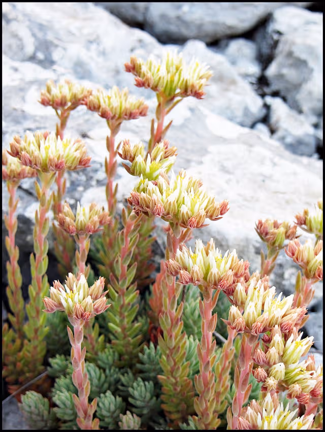 RE: The Old Dog Presents: The Succulent Succulents Contest!