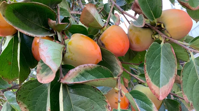Persimmon are almost ready
