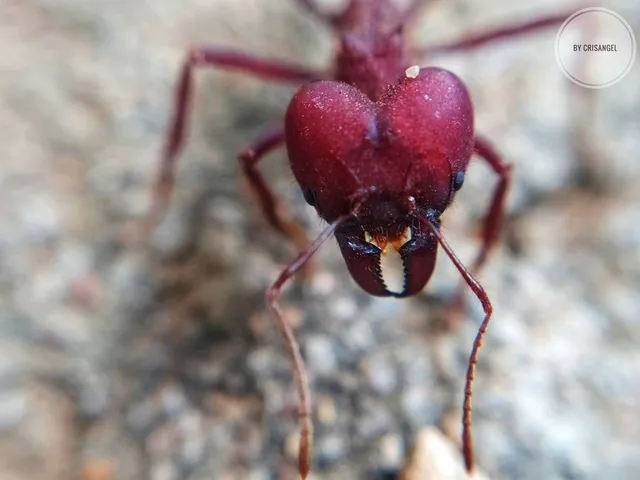 Mi Encuentro con la Pachamama | #5 🐜😎📷📲🔥
