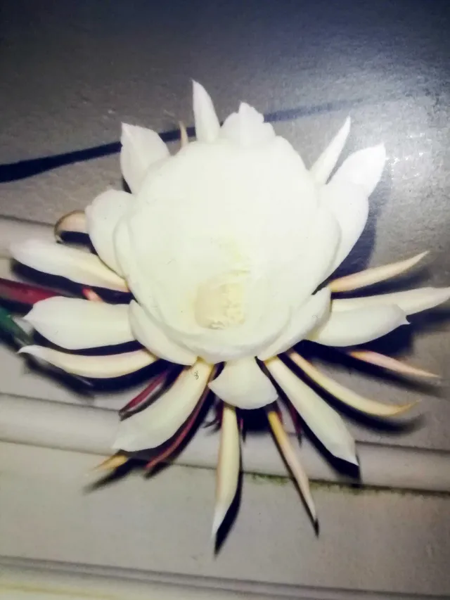 Hi It's Epiphyllum or Brahma Kamal!!.