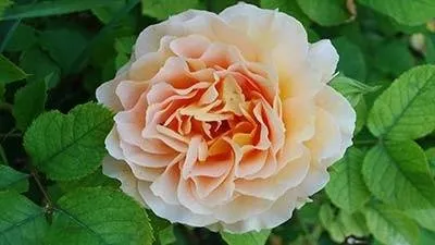 The most beautiful and most expensive flower in the world