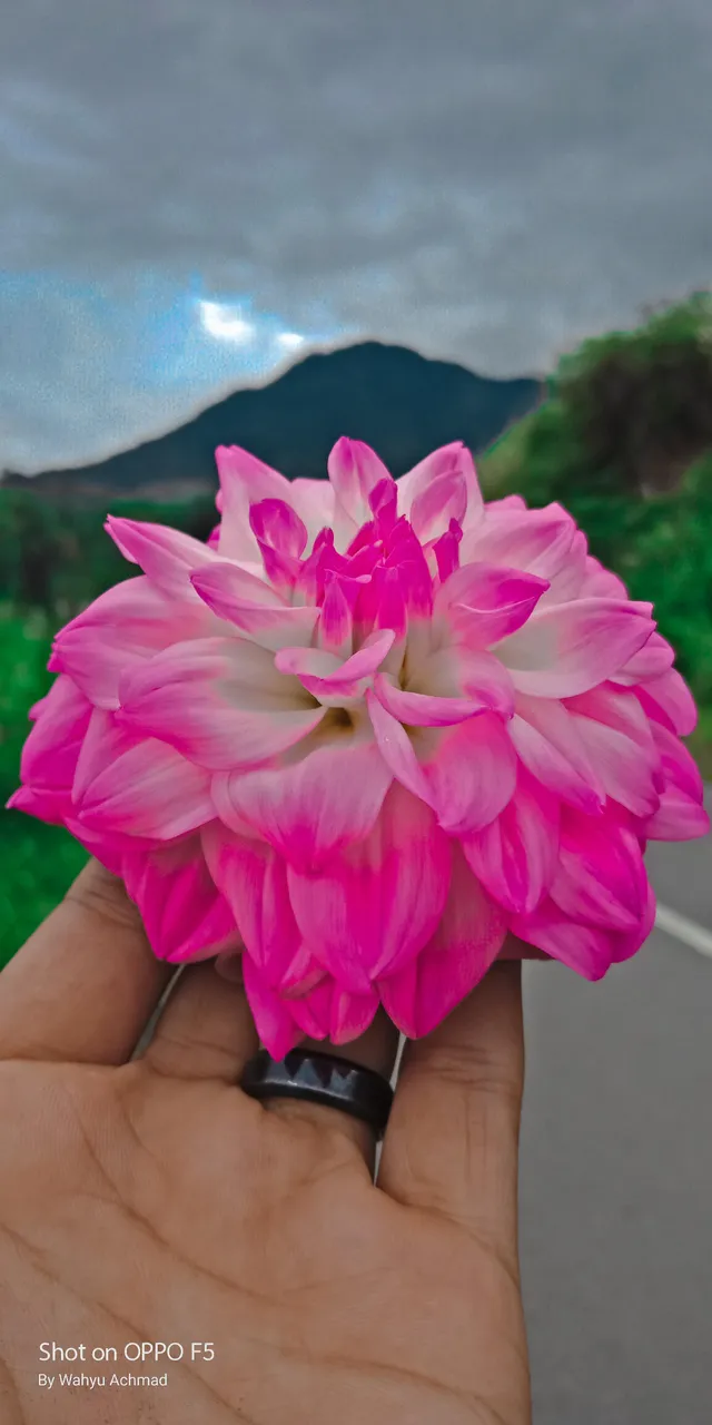 Flower Nature Photography