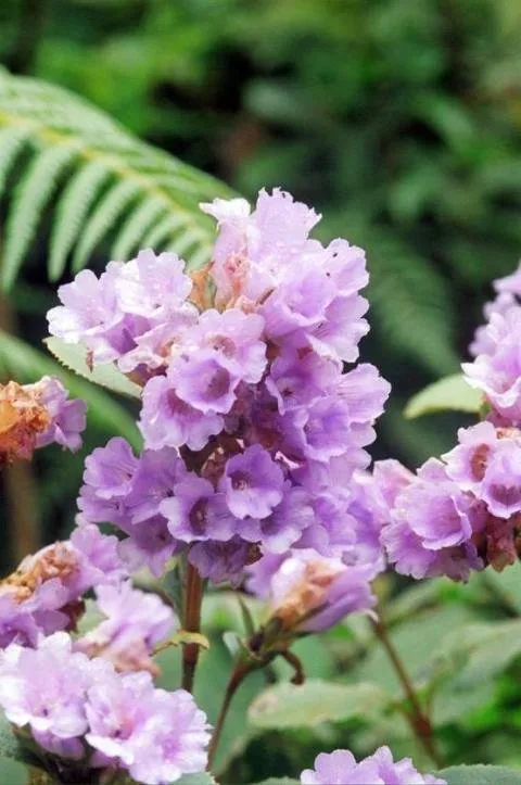 This is the world's unique flower, which is not less than a boon for health