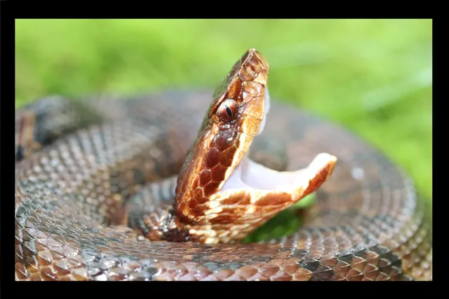 Venomous Snake Swam BETWEEN My Legs!!!