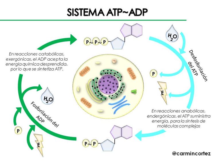 Steem Power de la Célula: La molécula de ATP