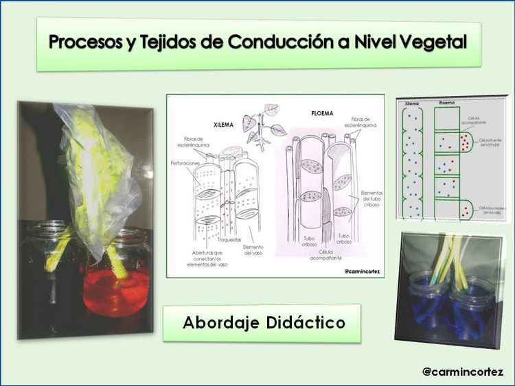 Procesos y Tejidos de Conducción a Nivel Vegetal: Abordaje Didáctico