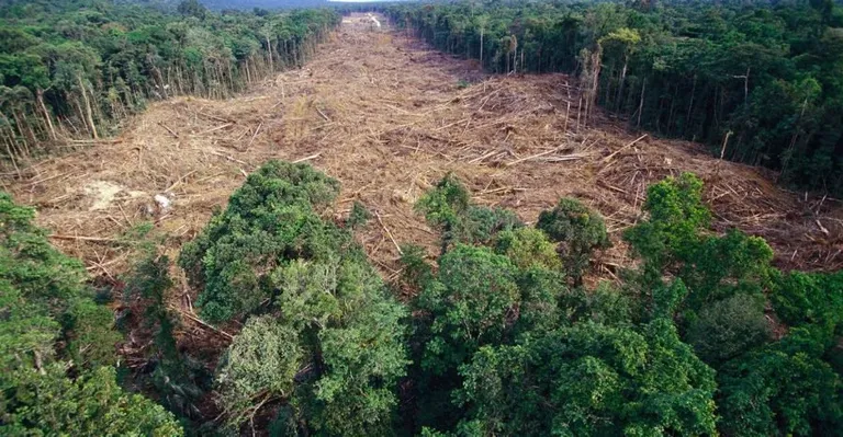 How The Destruction of Amazon Rainforest is Changing the Earth