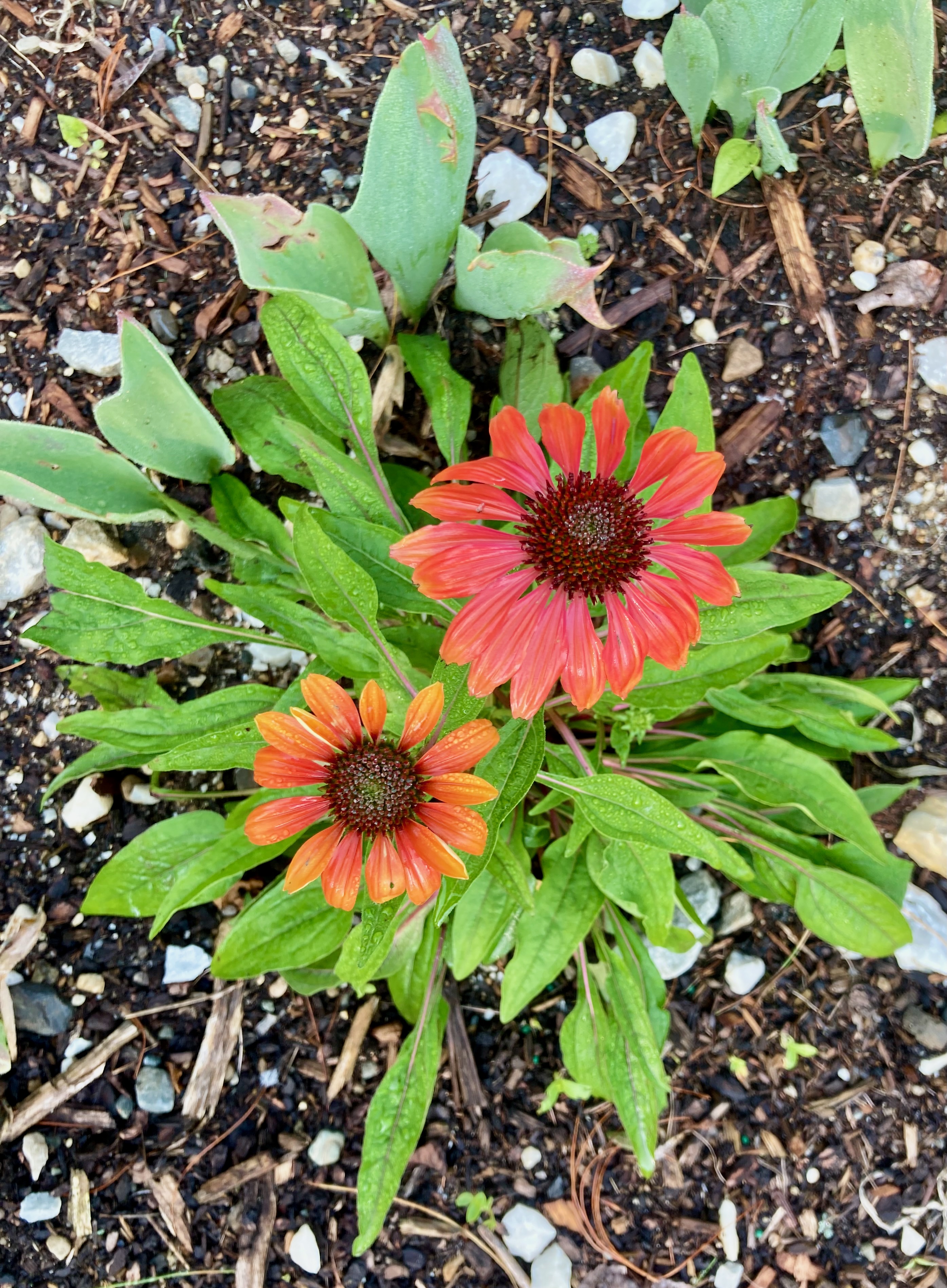 2 conflowers