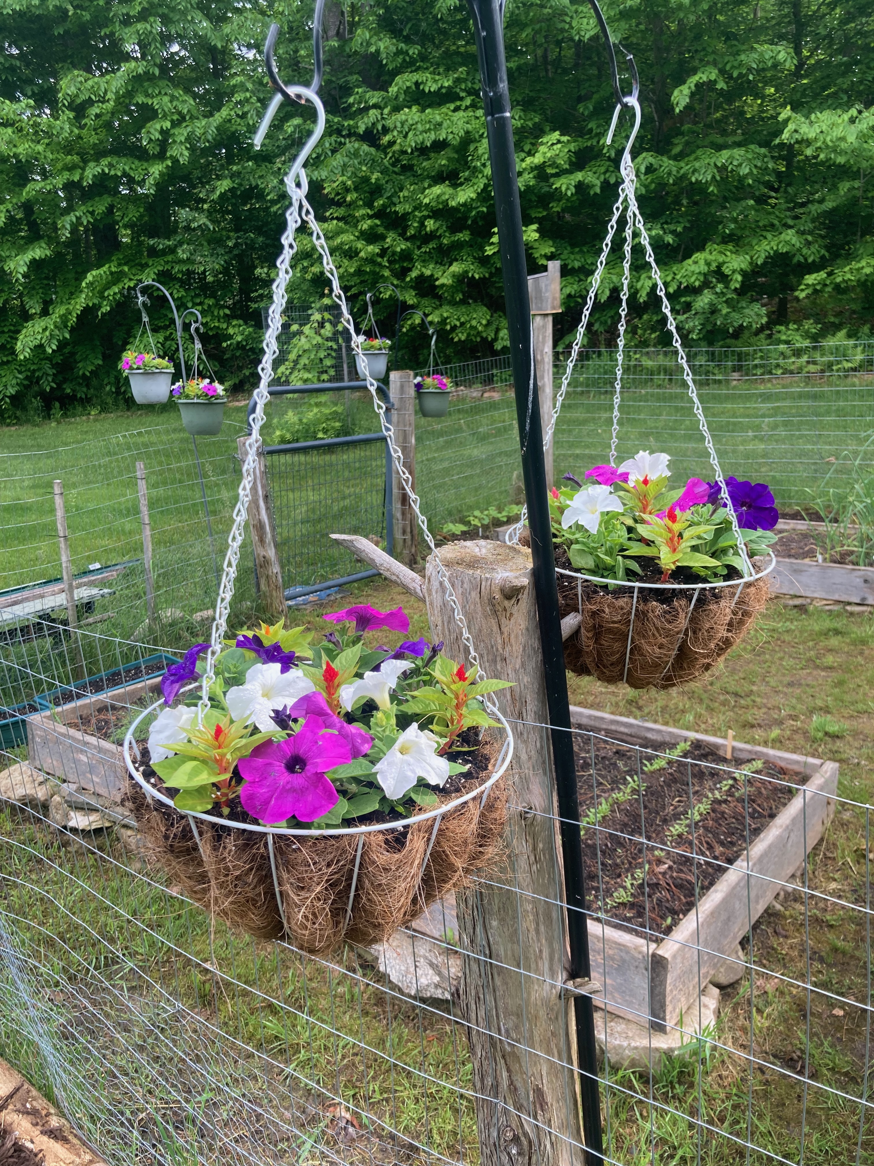 Hanging baskets
