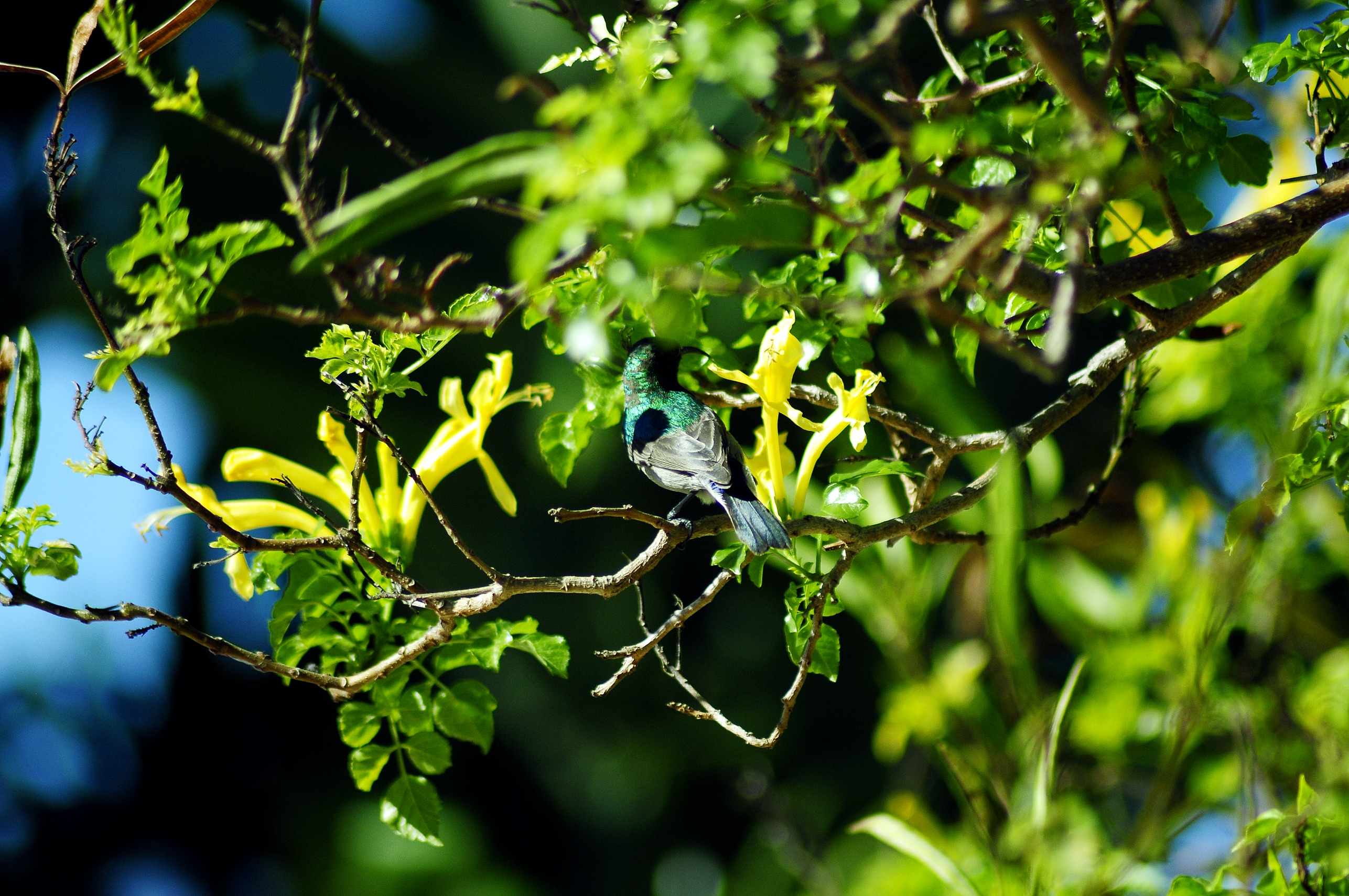 _dsc8352.jpg