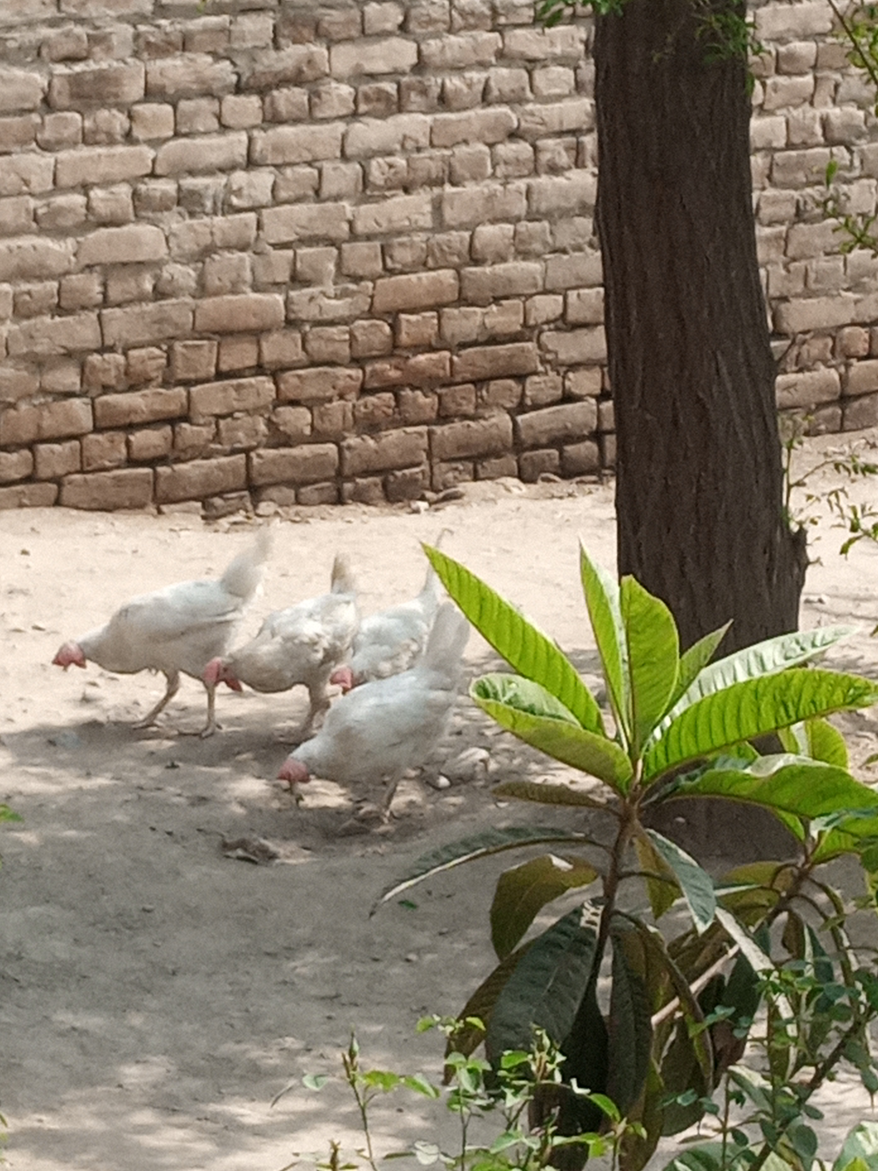 That's our chickens