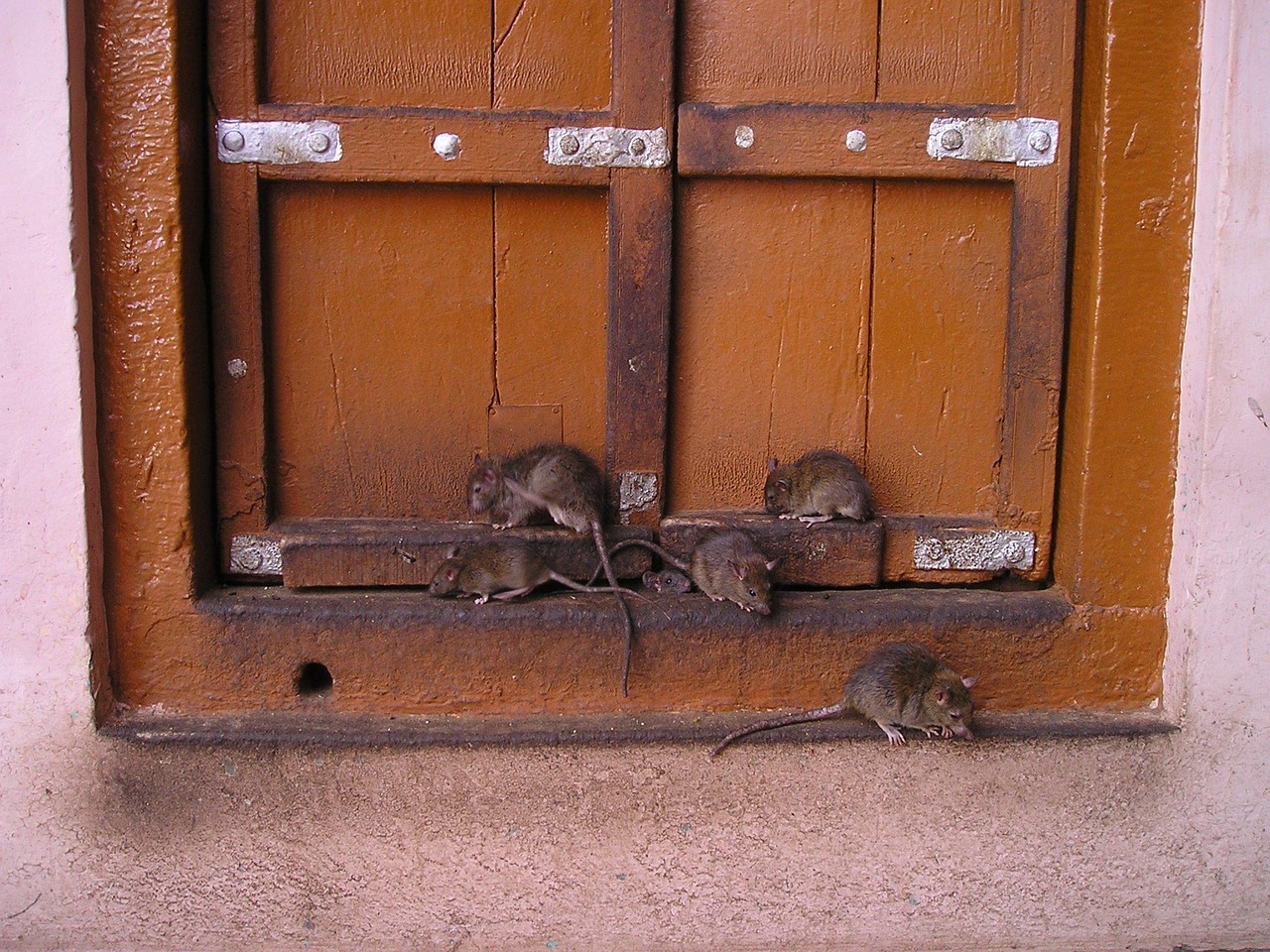 Image from Pixabay