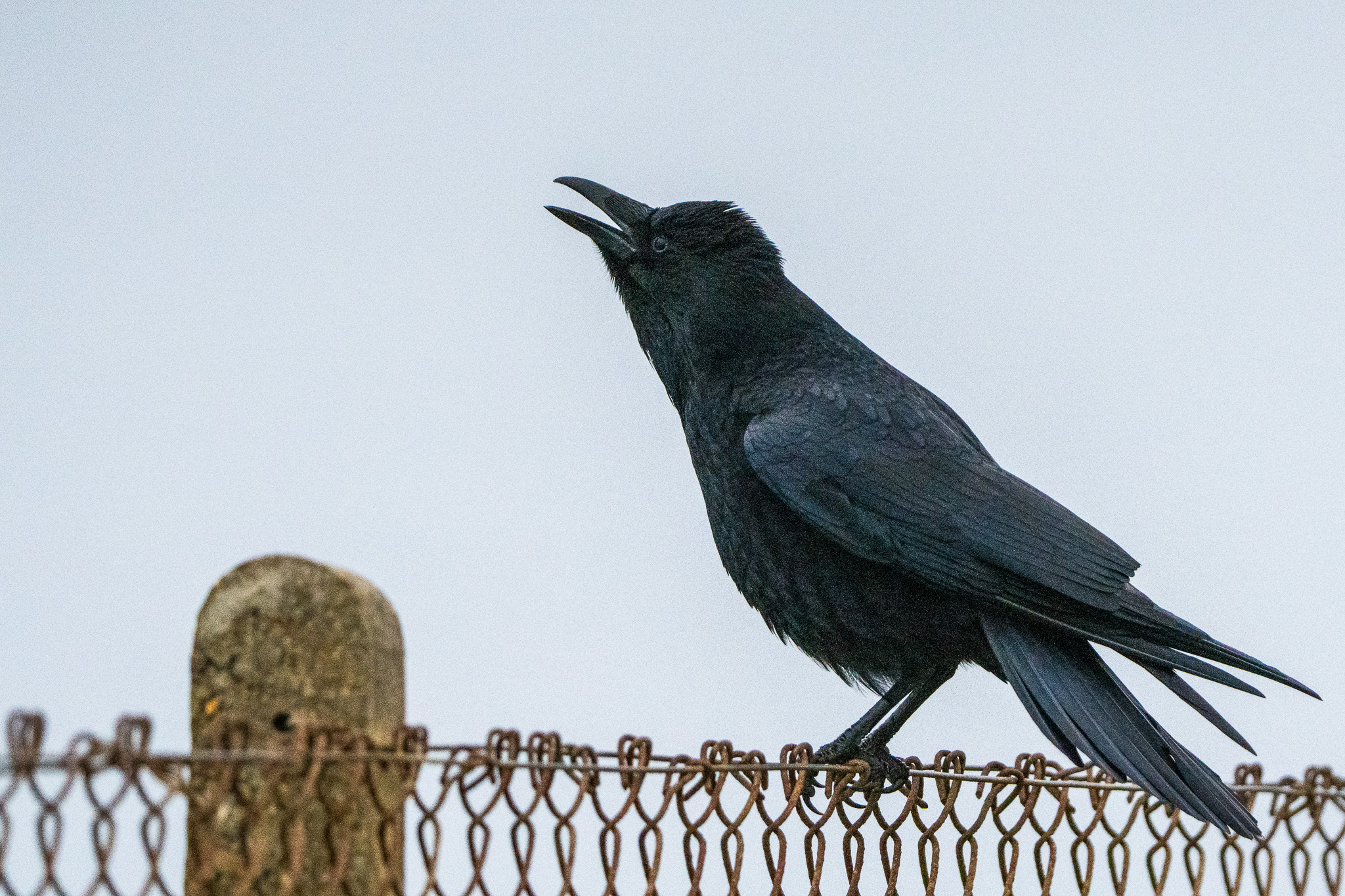 A crow caws into the storm