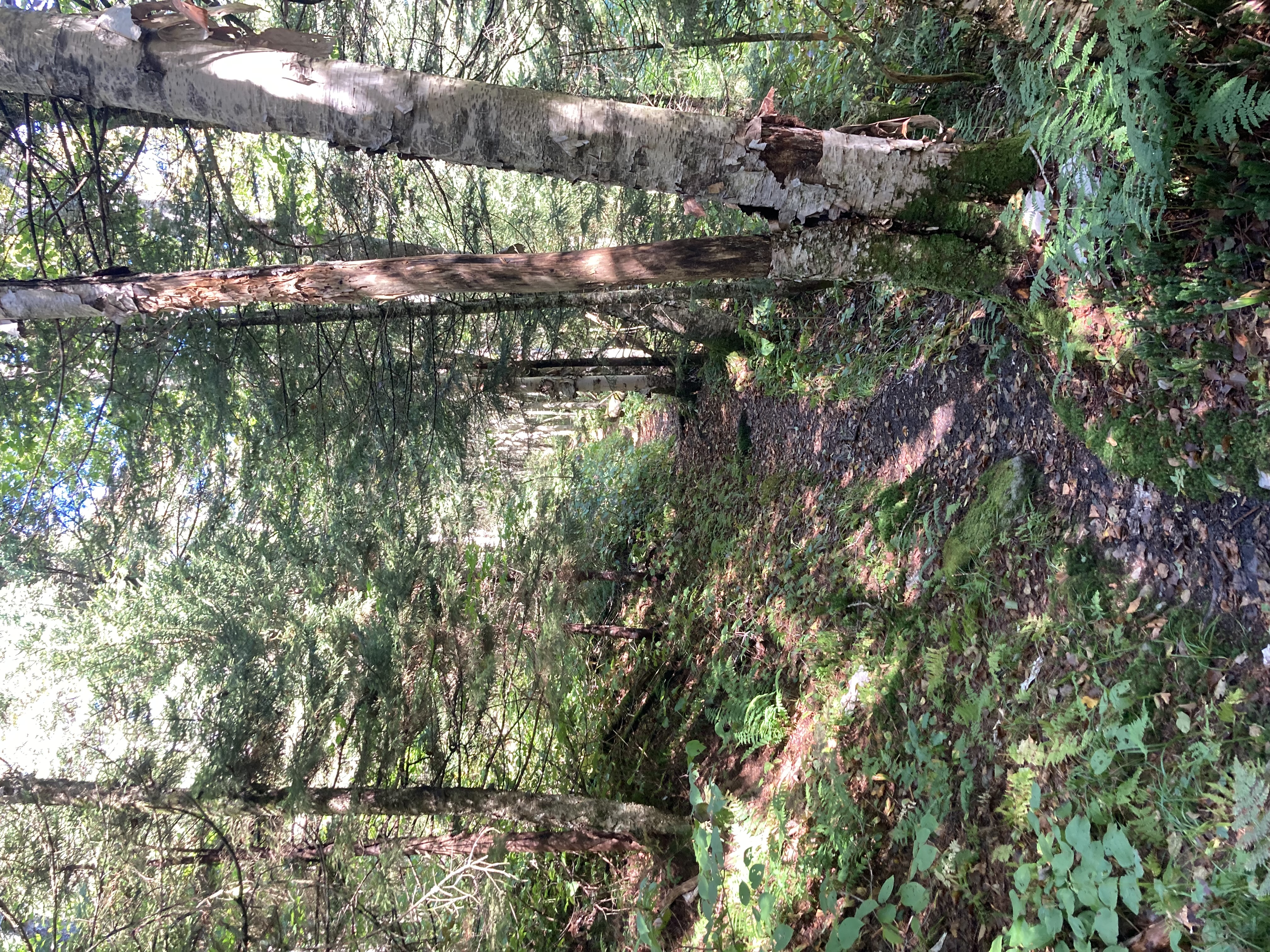 Trail