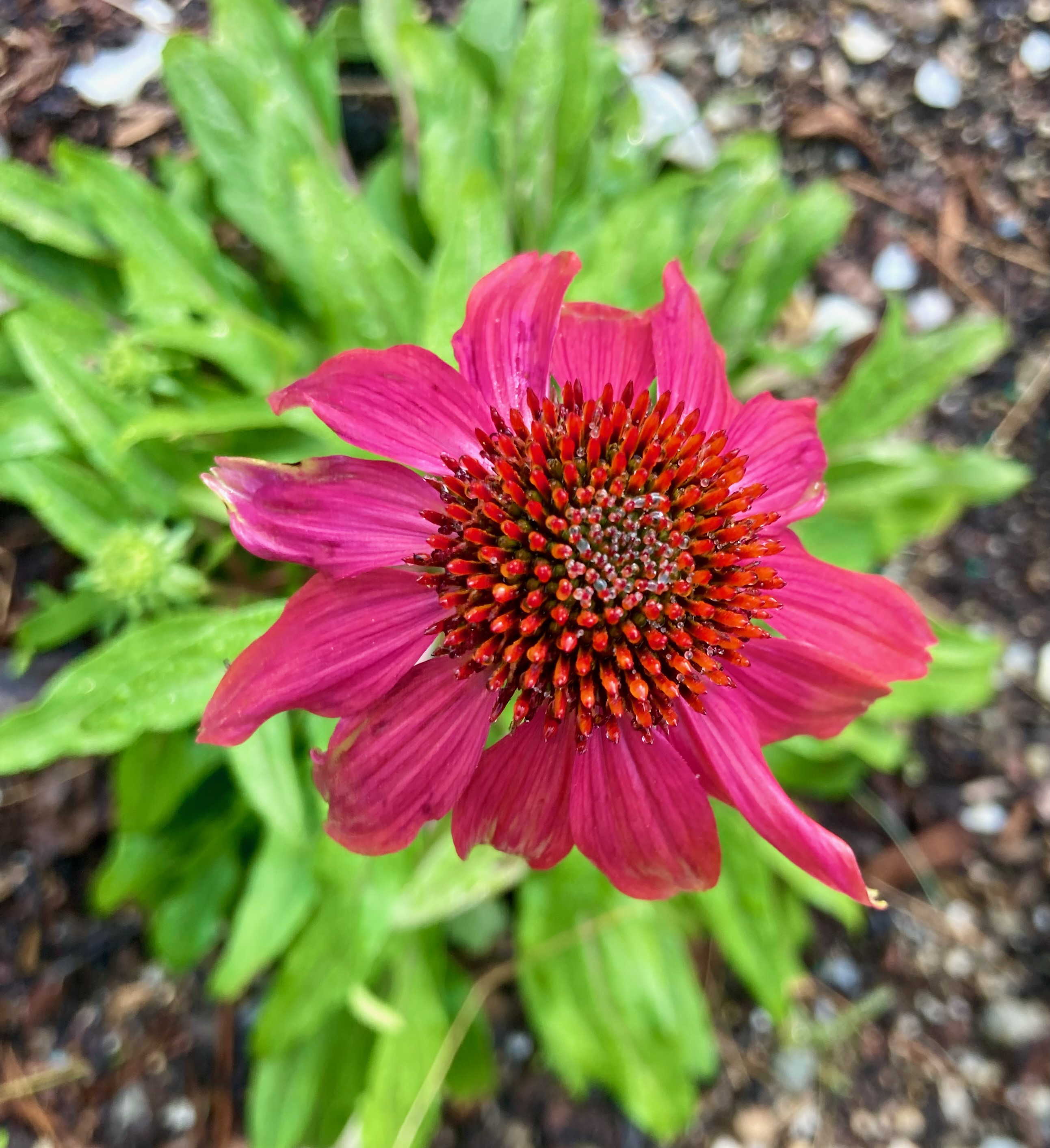 Coneflower