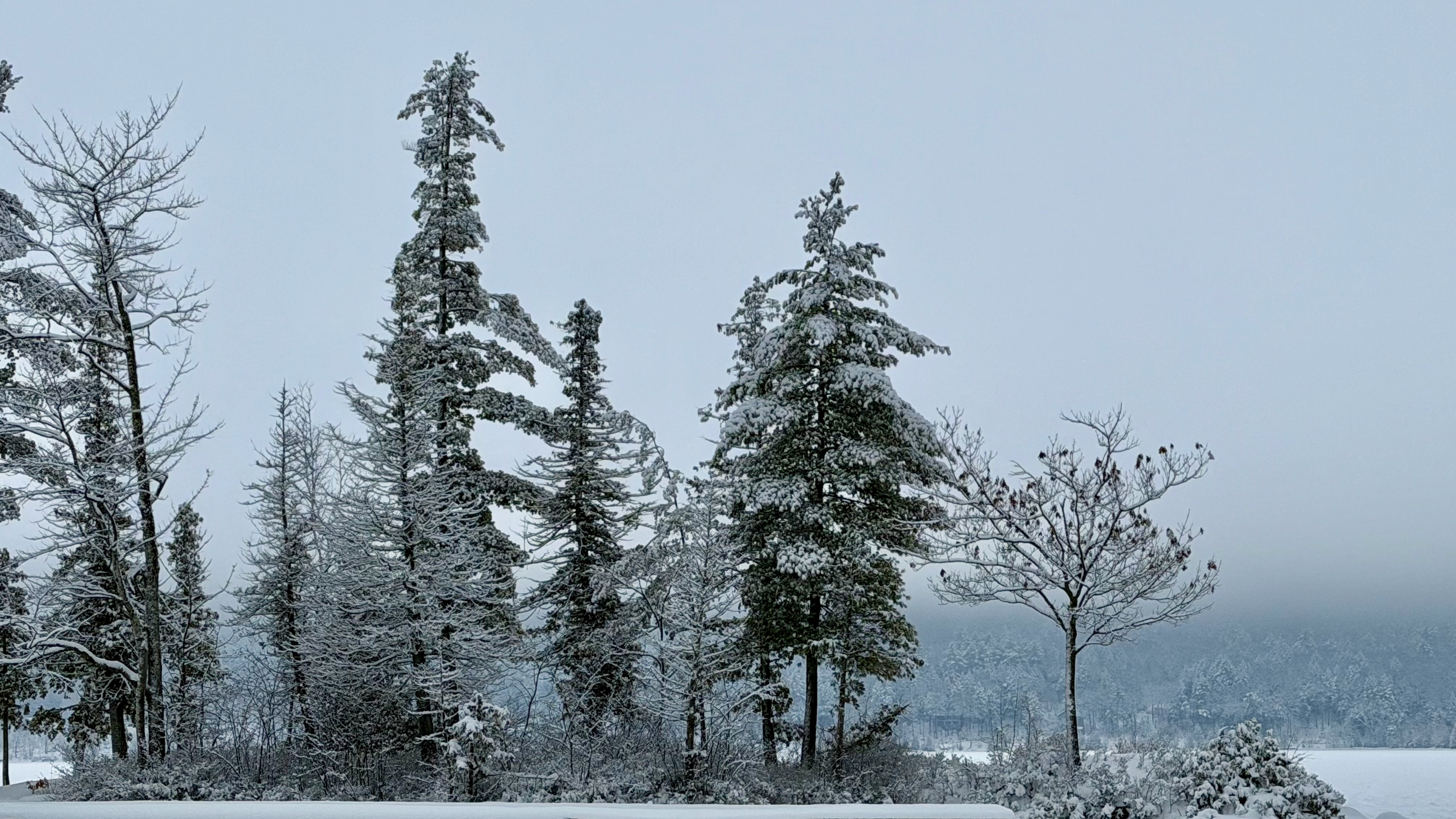 Tall pine