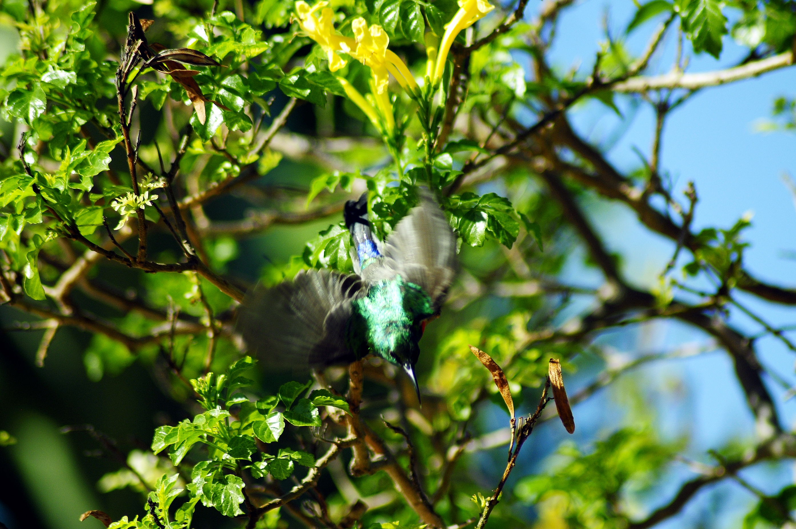 _dsc8405.jpg