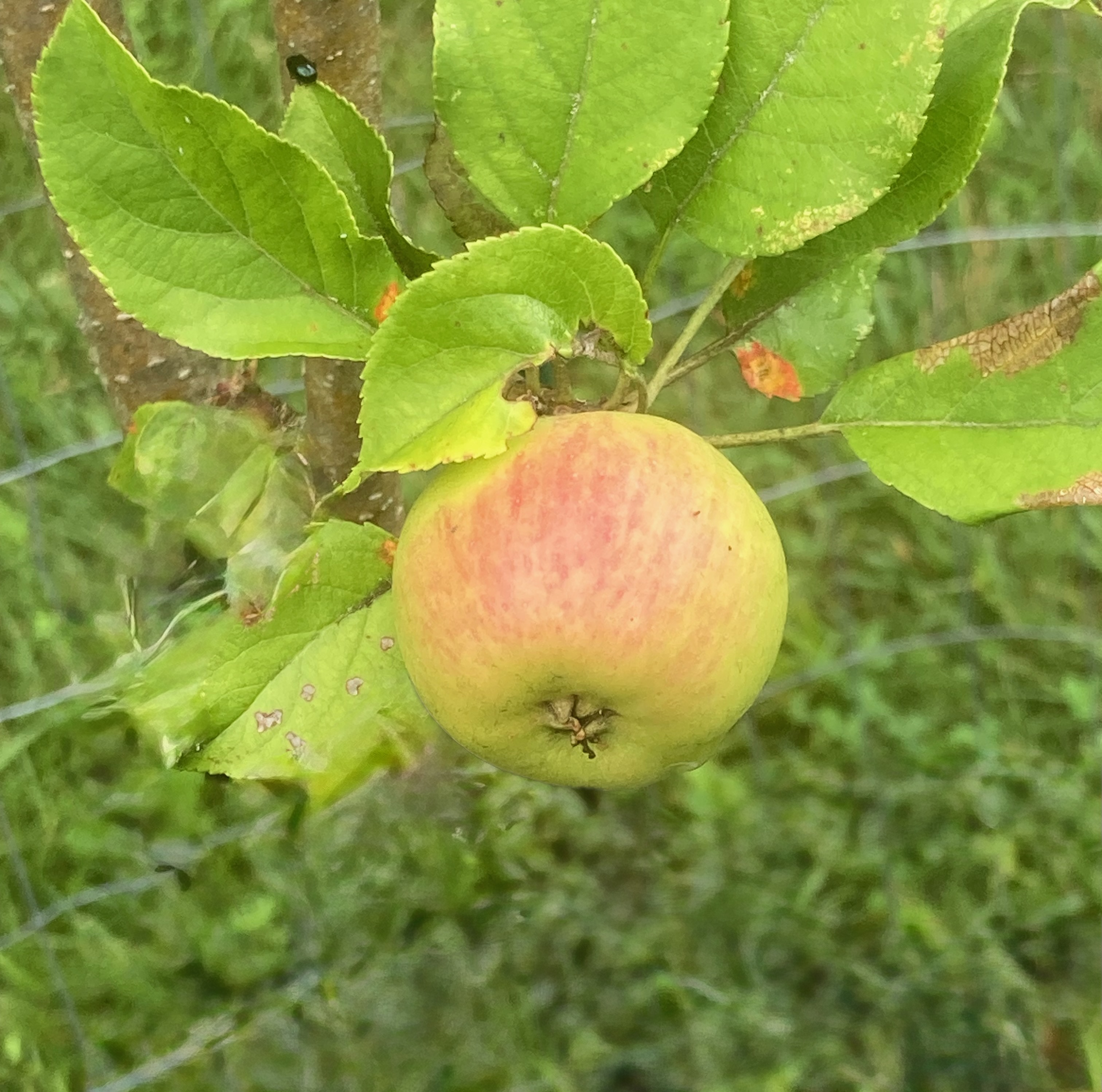 Green Apple