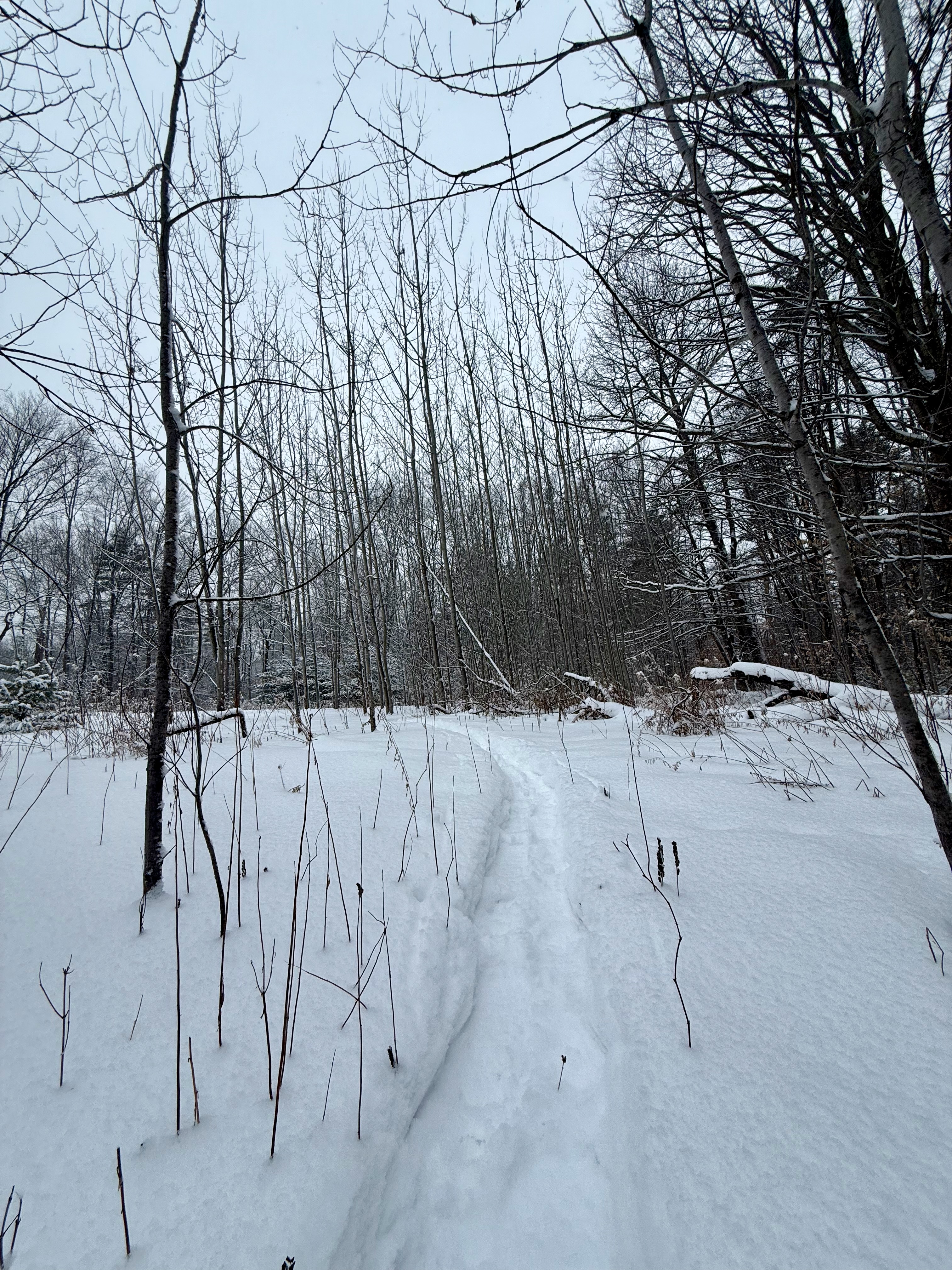 The trail